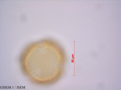 ISEM 1/Apodanthera_hirtella_29054/Apodanthera_hirtella_29054_0001(copy)_thumb.jpg